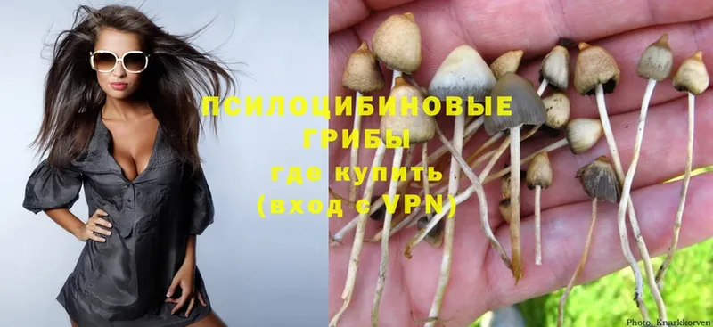 цена наркотик  Долинск  Галлюциногенные грибы Psilocybe 